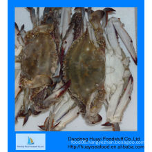 blue crab wholesale